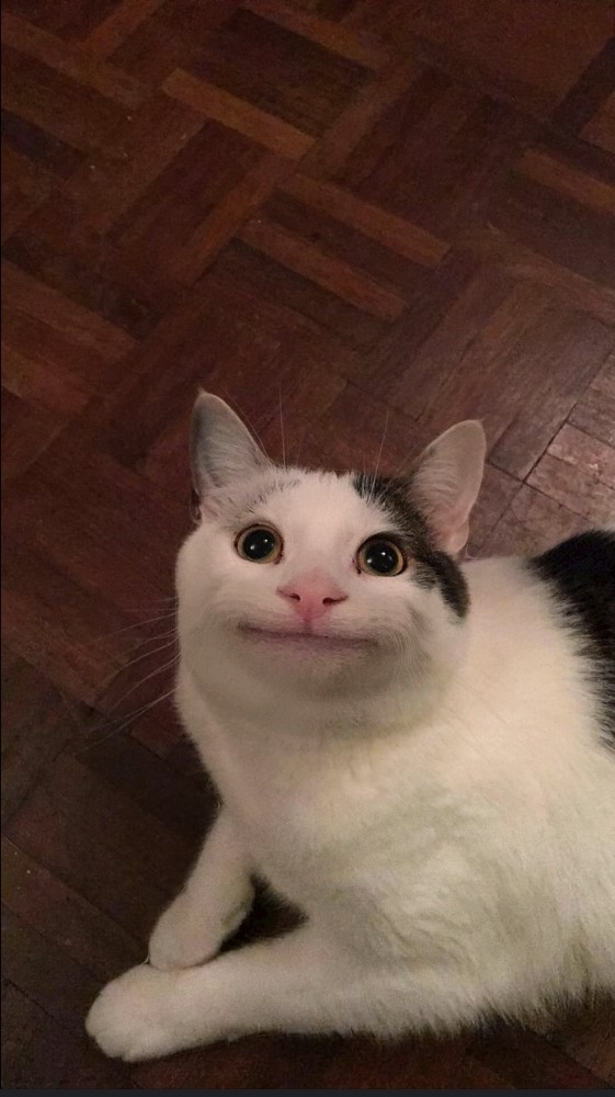 Create meme: cat meme , the cat from the meme, the smiling cat meme