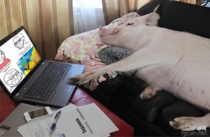 Создать мем: хрюшка за компьютером, свинья в доме, большая свинья