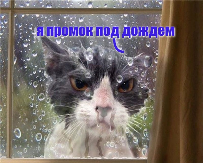Create meme: cat in the rain, cat in the rain, wet cat 