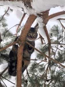 Создать мем: кот ща прыгнет, крымский лесной кот, кот на дереве