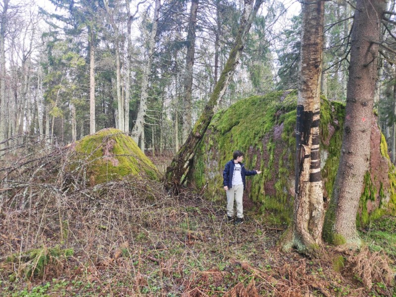 Create meme: plant , Rocks in the forest, A huge mountain