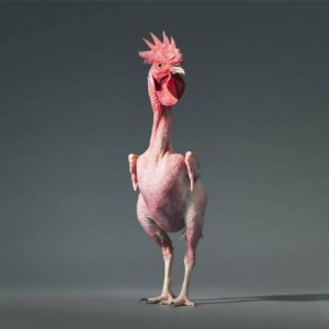 Create meme: Ko Ko, rooster, chicken