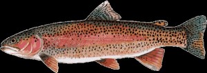 Создать мем: рыба семейства лососевых, steelhead trout - mfa oncorhynchus mykiss, радужная форель
