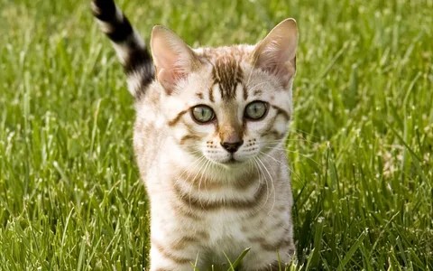 Create meme: cat , cat in the grass, Bengal cat