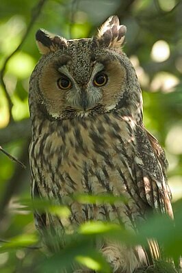 Create meme: long-eared owl, owl owl, owl and big-eared owl