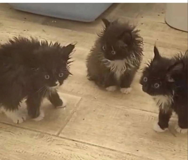 Create meme: black kitten , a disheveled cat, black fluffy kitten