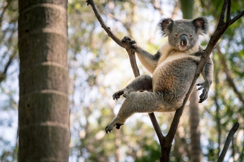 Create meme: Koala , animal Koala, koala in australia