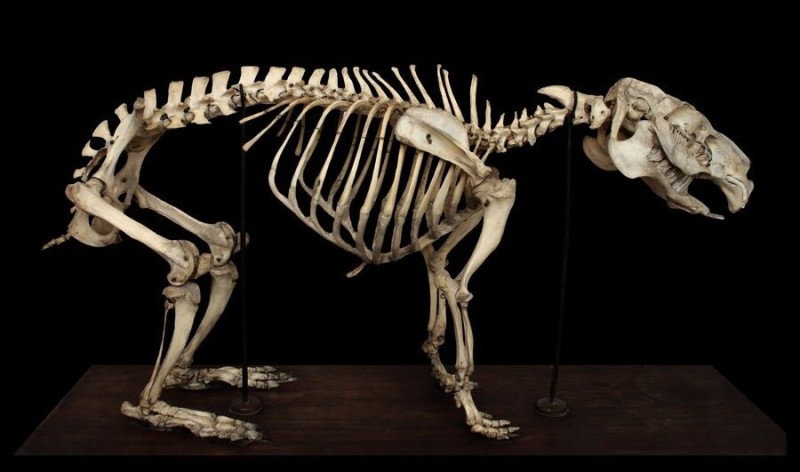 Создать мем: скелет кенгуру, скелет барана, скелет