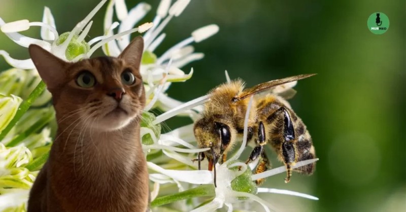 Create meme: Abyssinian cat , white and green bee, cat 