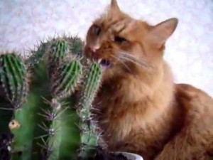 Create meme: fun with cats, cat eats cactus, Bernadskiy cat
