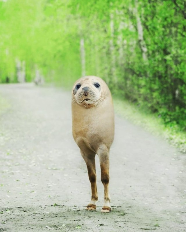 Create meme: funny animal hybrids, crossed animals, the little seal 