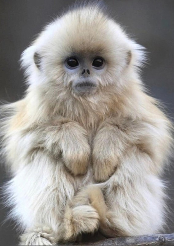 Создать мем: белая обезьянка, милые обезьянки, обезьяна рокселланов ринопитек