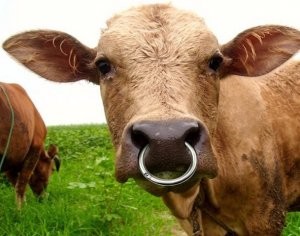 Create meme: cow face, cow picture, cattle