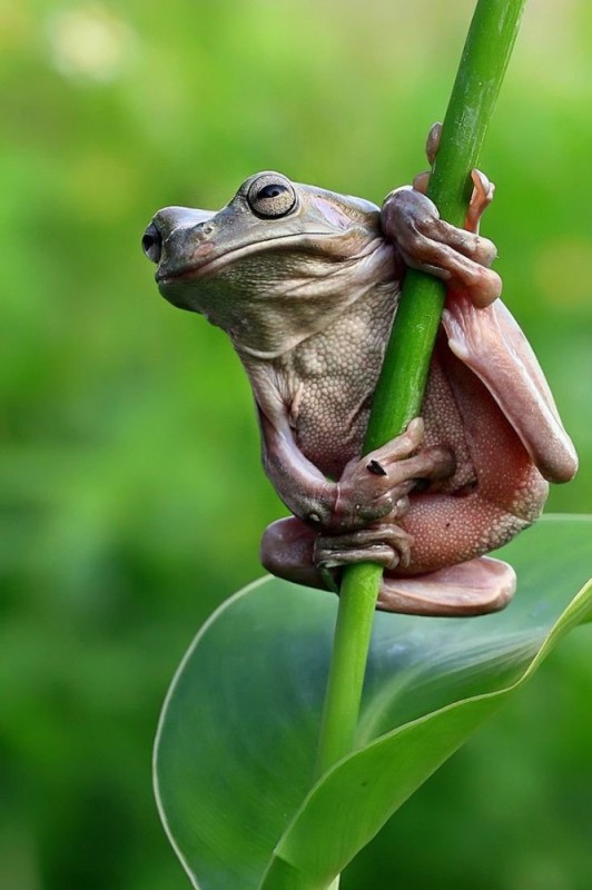 Create meme: funny frogs, the frog is hanging, a frog with a belly