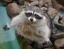 Create meme: fluffy raccoon, zoo, raccoon