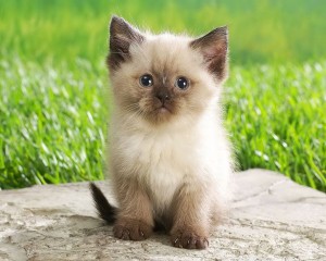 Create meme: cute kittens, Siamese cats