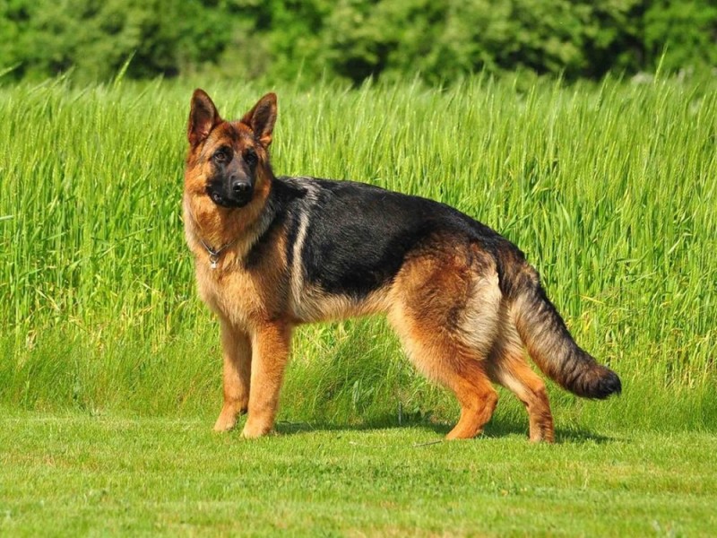 Create meme: German shepherd , short-haired German Shepherd, German shepherd breed