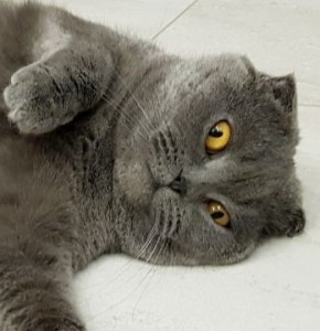 Create meme: cat British, Scottish fold cat, cat Briton gray