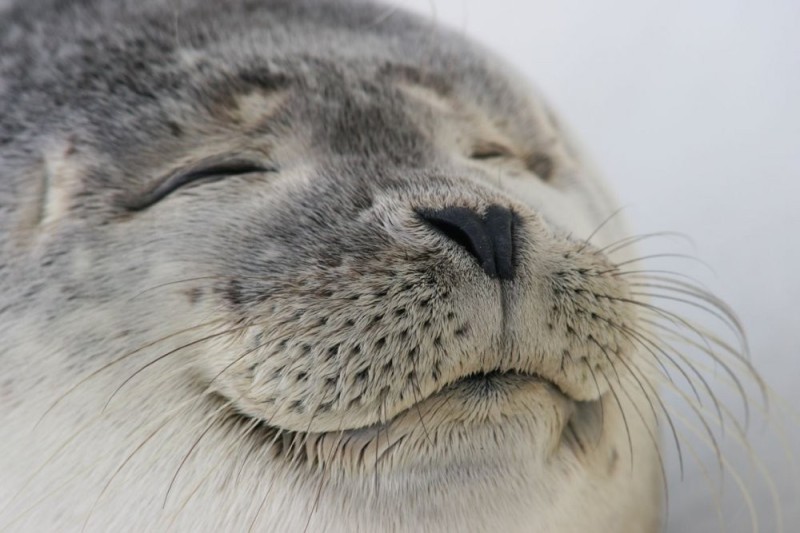 Create meme: seal , the seal is small, cute seal