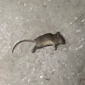 Создать мем: мышь полевка серая, коричневая крыса, мышка серая