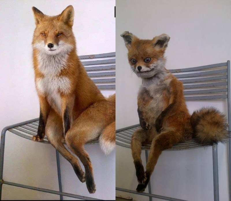 Create meme: stoned Fox , a stuffed Fox , stuffed fox memes