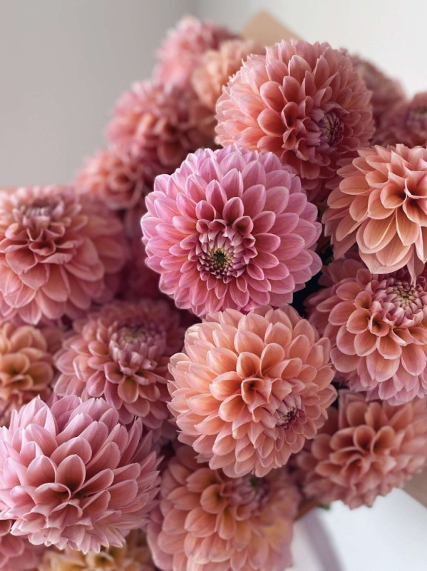 Create meme: dahlias, dahlia flowers, pink dahlias