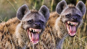 Create meme: the laughing hyena, hyena grin, hyenas