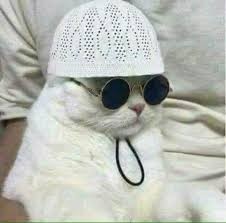 Создать мем: котики, Кошка, кошка в очках и капюшоне