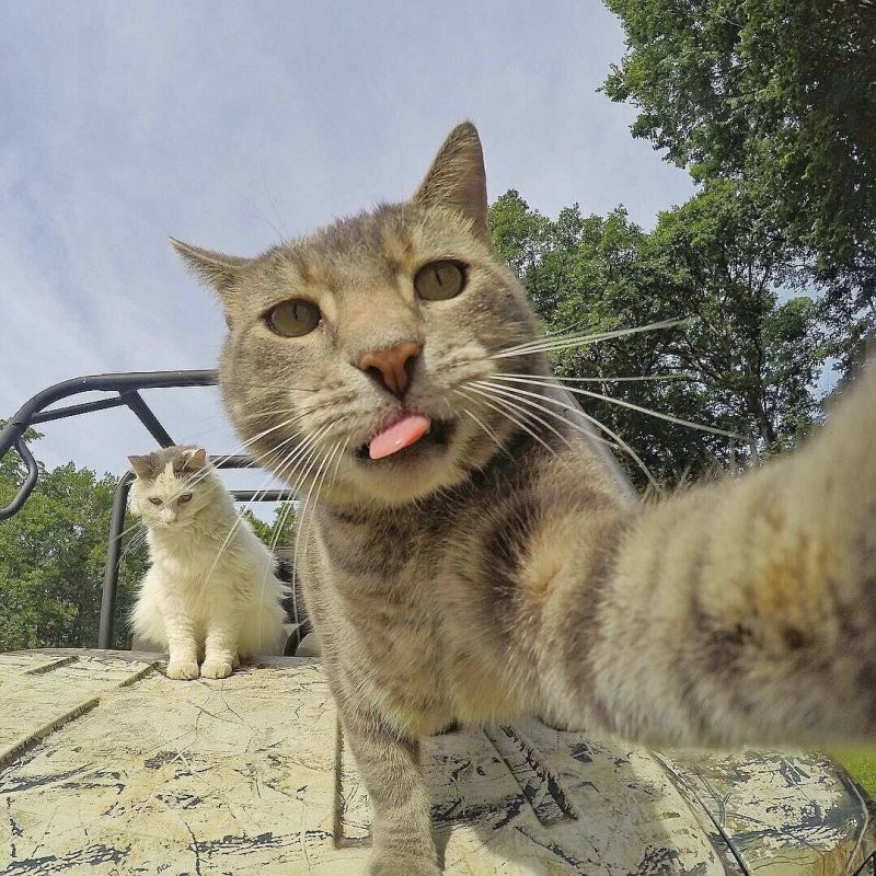 Create meme: selfie cat, cat funny , animal selfies are funny