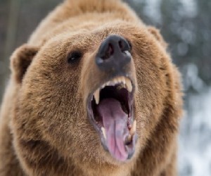 Создать мем: медведь, напал медведь, грозный медведь гризли