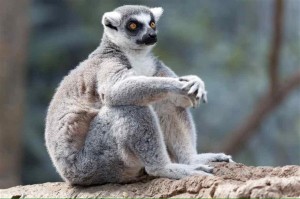 Create meme: lemur catta, a ring-tailed lemur, lemur