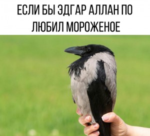 Create meme: home hoodie, the female crow, grey crow caws