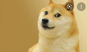 Создать мем: dogecoin, doge русский, doge