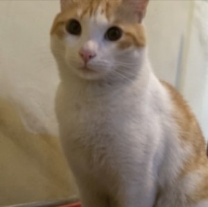 Create meme: ginger white cat, seals, cat