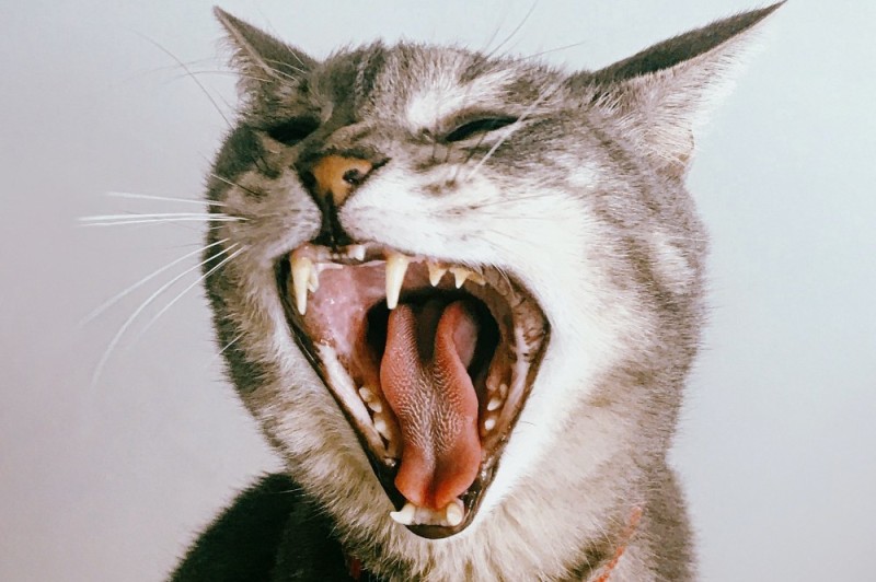 Создать мем: смеющийся кот, кот, зевающая кошка