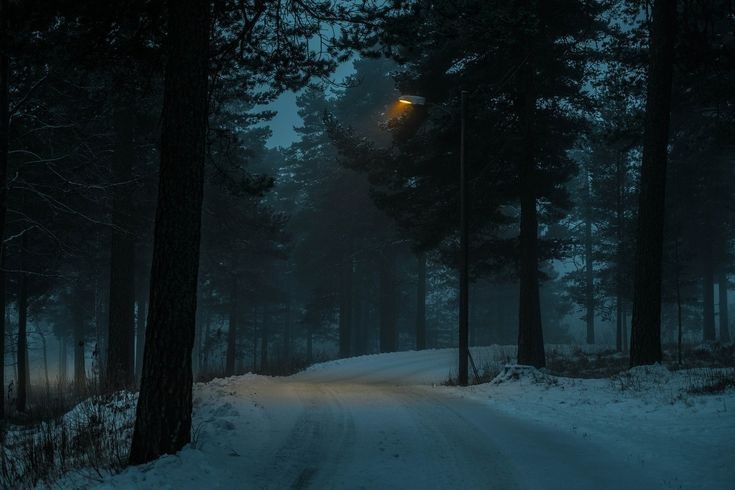 Create meme: foggy forest at night, night in the forest, winter aesthetics night