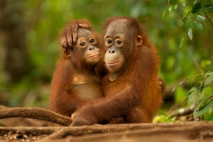 Create meme: two monkeys, planet of the apes orangutan, the baby orangutan
