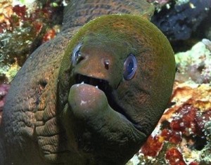 Create meme: underwater, eel, Moray