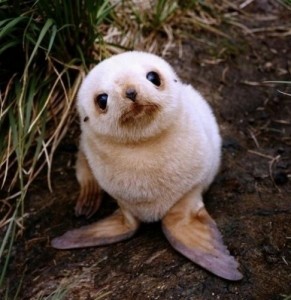 Create meme: cute Navy seal
