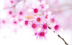 Create meme: spring cherry, cherry blossoms in spring, Wallpapers Sakura branch 8 sheets