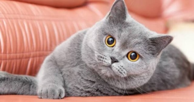 Create meme: British shorthair cat, cat British, British shorthair grey cat