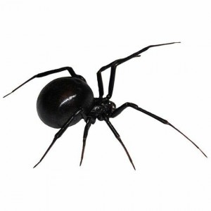 Создать мем: черный гладкий паук, паук черный, черная вдова насекомое