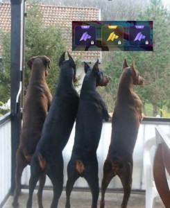 Create meme: Doberman dog