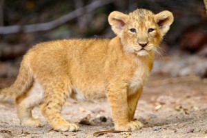 Create meme: beautiful pictures cubs, lion photos animal, cubs photo