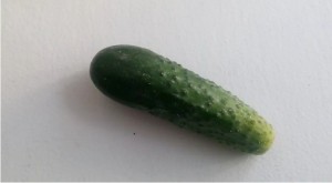 Create meme: cucumber, green cucumber, cucumber on white background