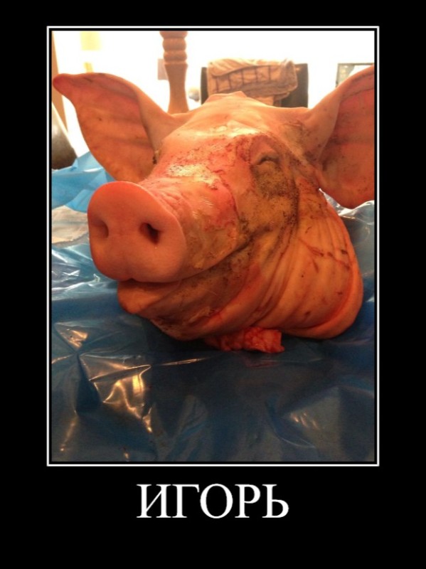 Создать мем: большая свинья, свинья, свинья сало