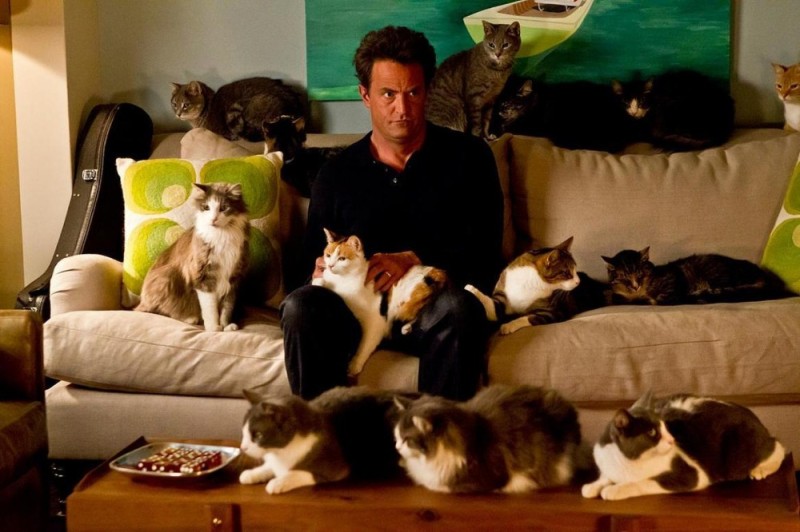 Create meme: Matthew Perry and the cats, i don't want my grandchildren to be biracial, cats 