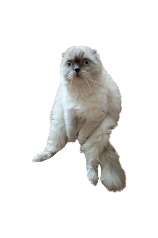 Создать мем: белая кошка на белом фоне, рэгдолл кошка, белый кот без фона