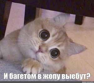 Создать мем: котики милые мемы, милый кот мем, котик милый мем