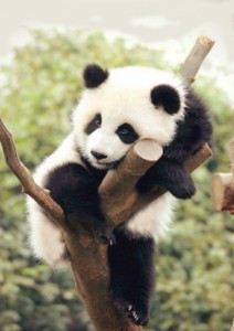 Создать мем: cute panda, сонная панда, giant panda
